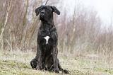 CANE CORSO 778